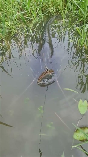 Amazing Big Catfish Attack On Bait Hook #fishing #fish #hook