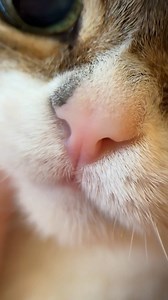 Step up your photography with mobile phone camera accessories like these macro lenses 👁 https://at.joom.com/dl/m1qo33qe8tP1w4j39 #macrophotography #photogear #mobilephotographer #mobilephotography #phonelens | Joom