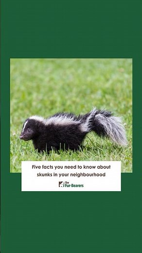 Five facts you need to know about skunks in your neighbourhood