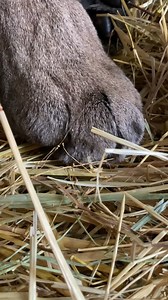 big cat videos | Puma London