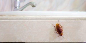The Most Common Types of Cockroaches That Will Lurk Into Your Home