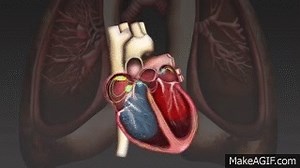 How the cardiac cycle is produced by electrical impulses in the heart on Make a GIF