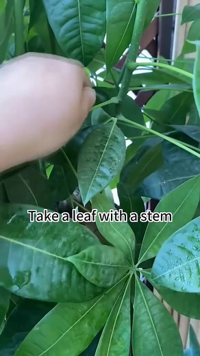 24K views · 428 reactions | 1 leaf = 1 new plant!#plant #garden #flower #roots #gardening #gardeningtips #cutting | Gardeningideas | Facebook