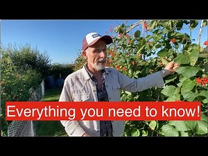 How to harvest runner beans