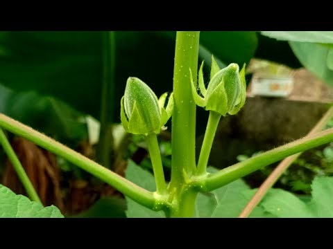 Harvesting Fresh Okra for Delicious Nigerian Okra Soup