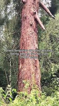 Giant Sequoia