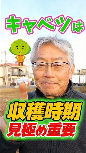 Explaining the important harvest timing for cabbage cultivation in home gardens and farms! Secret...