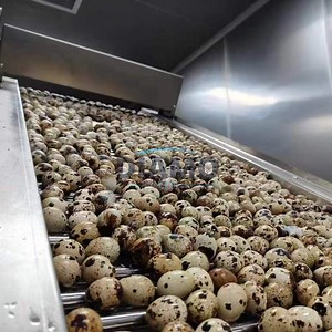 [Hot Item] Advanced Quail Egg Peeler Machine with Video Outgoing-Inspection and PLC Control