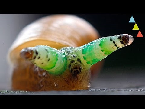 10 parasites that turn other animals into zombies