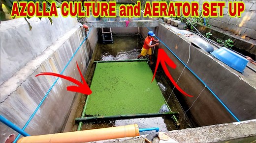BIO-RAS Pond Preparation for Hito, Aerator Set-up and Azolla Culture | Pinoy Palaboy