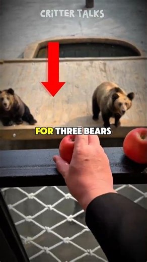 These Bears Have Better Aim Than Me 😂🍏 #bear #animals #shorts