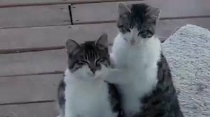 292K views · 2.3K reactions | ANIMALS WHO HELP COMPILATION.....WOW SOME R TOO CUTE!!!! | Best animal videos | Facebook