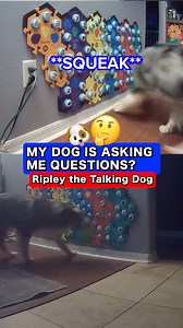 20K views · 429 reactions | Did you see the way he backed up? 樂  *Use code LETSGORIP for 12% off buttons ($50+)* #talkingdog #letsgoripley #ripleytalks #fluentpet #australianshepherd | Lets Go Rip | Facebook