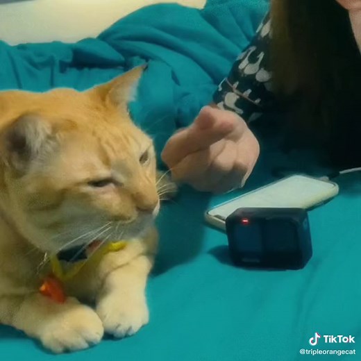 Domestic Orange Cat's Playful Moments