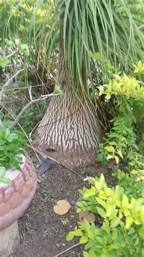 Beaucarnea Recurvata mejor conocida como Pata de Elefante