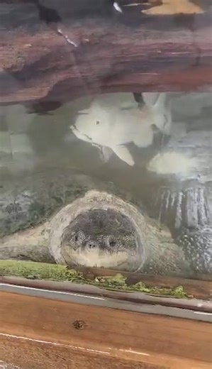 3.6K views · 132 reactions | Meet Ocean one of our snapping turtle rescues. Ocean is enjoying life living with a crocodile and a bunch of tilapia. Warning!! The fish building is loud so don't have your volume at max when watching this. Thank you | Colorado Gator Farm | Facebook