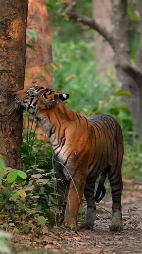 197K views · 5.9K reactions | Tigers use several types of markings to...