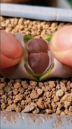 How to Help Your Lithops Shed Old Leaves Safely