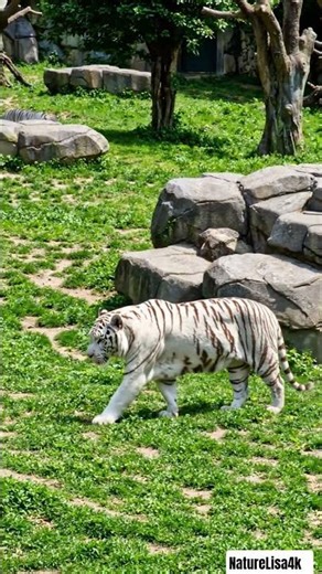 World's First Zoo to Breed White Tigers: Nandankanan's Rare Collection! 🐯🤍