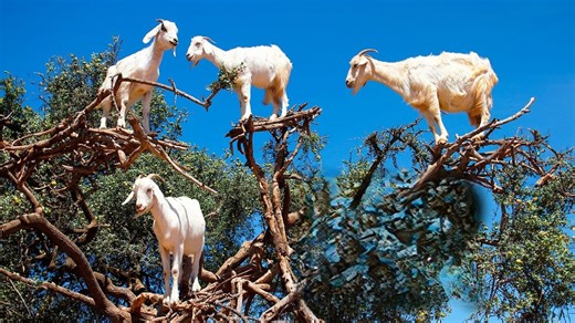 Living in trees to survive - the hidden danger pushing goats off the ground