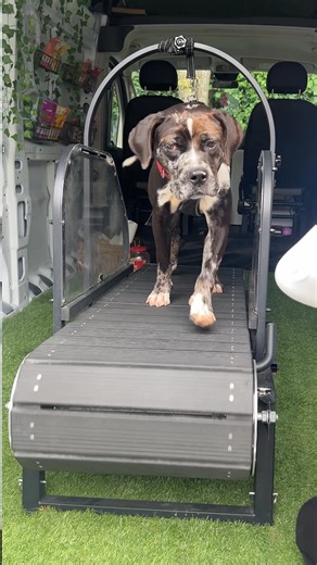 From long walks to cat exercise wheels to enrichment puzzles, we’re always looking for new and fun ways to keep our animals active and engaged. 🐾💪 This week, we discovered something pawsitively awesome - Zoomiez, a mobile treadmill company that brings exercise right to you! 🚐🐶 Owner Alex Rosado stopped by, and let’s just say… she made our happy animals even happier! 😍🐕 Check them out here 👉 www.zoomiezdogrun.com #GetYourRescueOn #AnimalEnrichment #Zoomiez #HappyPets | North Shore Animal L