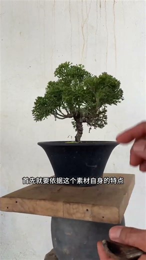 盆景造型设计方法 #盆景制作 #盆景艺术 #盆景素材 Bonsai Design Method # Bonsai Production # Bonsai Art # Bonsai Materials