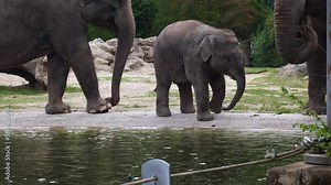 The Asian or Asiatic elephant, Elephas maximus is the only living species of the genus Elephas and is distributed in Southeast Asia from India and Nepal in the west to Borneo in the east.