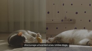 Cat Training Techniques