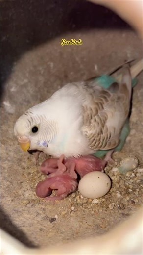 Budgies Breeding Progress 2026💙💛#birds#lovebirds #parrot#budgies #birdsounds#shorts #birdbreeding