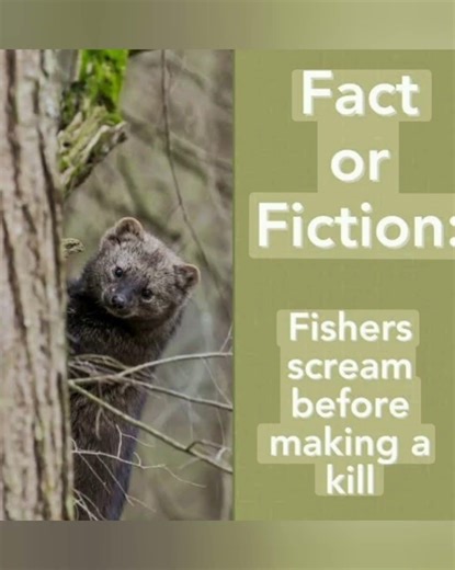 Fisher Cat, it's not a cat and do not eat fish, after 200 year sighting in Ohio, A rare mammal