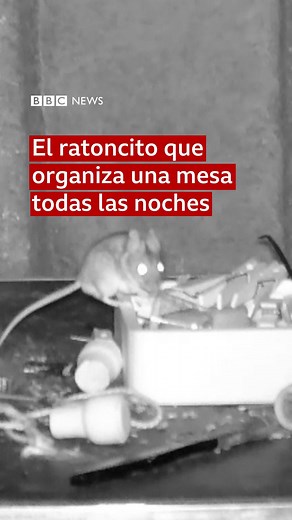 🐭Una escena como salida de Ratatouille Cada noche este ratoncito "organiza" los objetos que quedan esparcidos en la mesa de trabajo de Rodney Holbrook en la ciudad galesa de Builth Wells. Cuando el cartero retirado y fotógrafo notó que "alguien" estaba ordenando las clavijas, corchos, tuercas y pernos que dejaba fuera - decidió montar una cámara para descifrar el misterio. Se sorprendió al descubrir que un ratoncito era el responsable de que cada mañana su mesa de trabajo estuviera organizada. 
