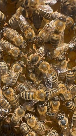 31 Celsius, QUEEN LAYING EGGS 🐝 #honeybee #beekeeping #wildlife #naturevideo #shorts