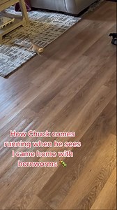 HORNWORMS!!!! #reptiles #petsofinstagram #beardeddragon | bougie_beardies