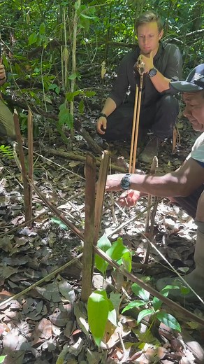 Learning skills in traditional trapping in the jungle is more a process of understanding the materials available than actual trapping. They work for sure, and Lionel and his fellow Makushi community members use them seasonally, but for our jungle survival course they are used to try out the materials available. Especially the Bow and arrow trap is going to make participants see that within a very small area you can find rope, frame and all other materials needed for setting it up. Mother Nature 