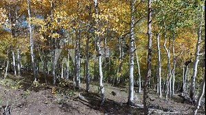 Aerial Aspen trees autumn season yellow. Beautiful season fall colors in Aspen, Oak and Pine forest. Mountain, canyon and hill environment. Seasonal weather. Nature and creation. Stock Video