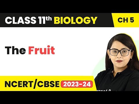 The Fruit - Morphology of Flowering Plants | Class 11 Biology