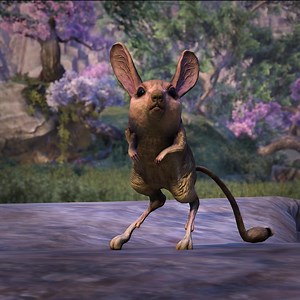 1.8K views · 25 reactions | Timeline cleanse: here's a jerboa.  Which pet makes you happy? | The Elder Scrolls Online | Facebook