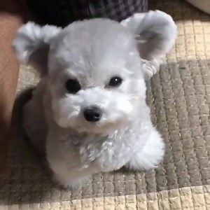 7.6K views · 86 reactions | The cutest silver poodle  | Native Animals | Facebook