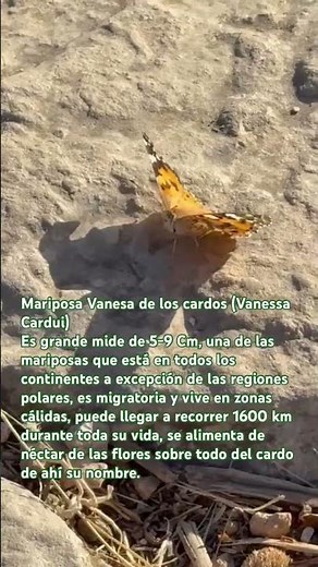 Mariposa Vanesa de los cardos 🦋 un insecto de los bosques