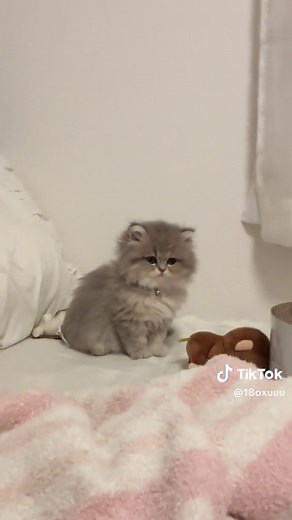 虚無ってるだけでも可愛いからOK👌🏻🤍#猫のいる暮らし #猫のいる生活 #ペルシャ #猫可愛い #ペルシャ #fypシ #fyp #猫好きさんと繋がりたい