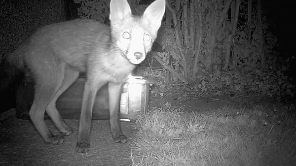 Shocking Animal Encounters: 10 Incident Animals Got Electrocuted