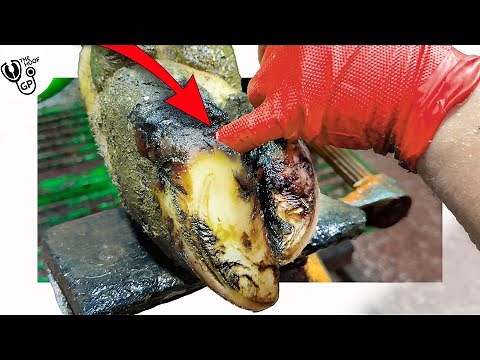 HUGE ULCER hangs out of COWs HOOF!