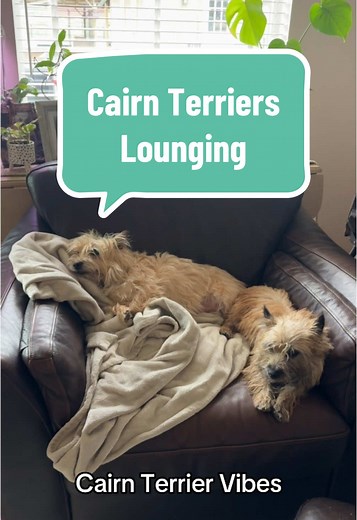 Cairn Terriers: Expert Loungers and Small Game Hunters