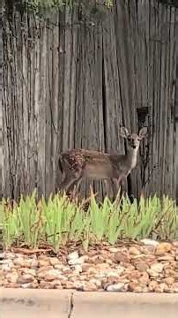 Bambi and Mama Deer!