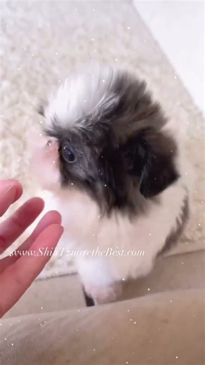 Beautiful Shih Tzu #puppy #shihtzu #cute #dog #pets