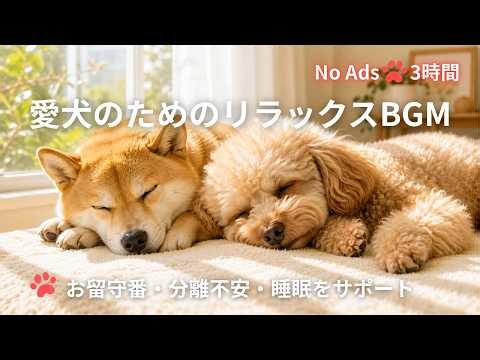 【3時間・広告なし🐾】愛犬が安心して眠る魔法のオルゴール | 究極のリラックスBGM