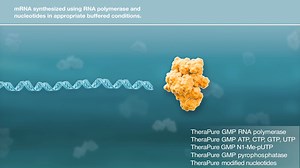 A step-by-step look at products synthesizing mRNA for vaccine and therapeutic development. | Thermo Fisher Scientific