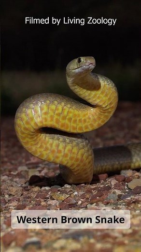 Snakebites And Deaths - Australia Vs. India