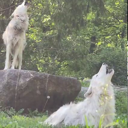 This is what magic sounds like ✨ #StandForWolves | Wolf Conservation Center