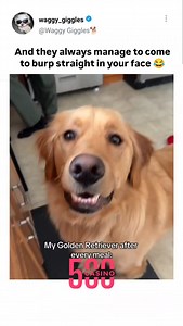 220 reactions | And they always manage to come to burp straight in your face  | Paws for Laughter | Facebook